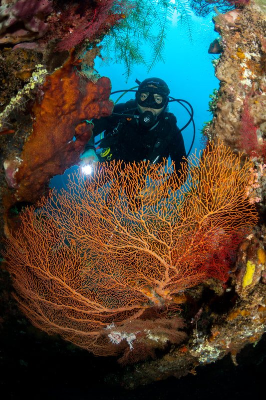 Dive More, Save More!